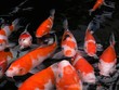 Koi fish waiting to be fed