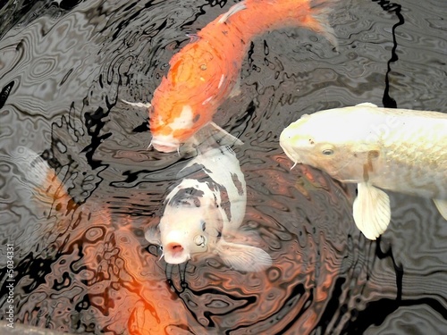 Koi fish