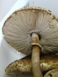 champignons