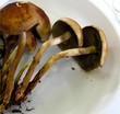 les champignons