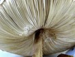 champignon blanc