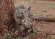 warthog
