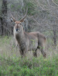 waterbuck