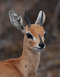 Steenbok