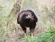 Cimango Falklands ( Phalcoboenus australis ) standing