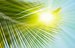 palm and sun palm and sun