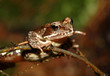 Grasfrosch
