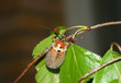 May-bug 2