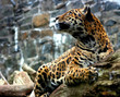 A Jaguar sits alert on a fallen tree trunk A Jaguar sits alert on a fallen tree trunk