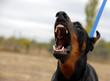 doberman agressif