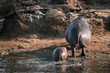Hippo female with young in Serengeti national park. Hippo female with young in Serengeti national park.