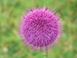 Fleur en Roumanie