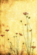 old-fashioned flower