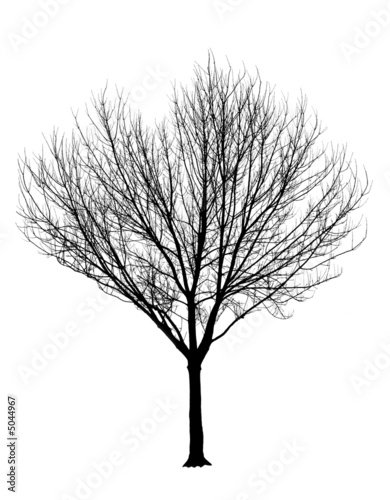 tree silhouette pictures. Bare Tree Silhouette Isolation