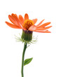 fleur orange fleur orange
