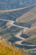 Photo: Chartreuse Chartreuse
