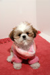Shih Tzu Fashion