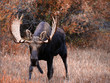 Moose, walking through autumn meadow Moose, walking through autumn meadow