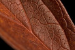 foglia rossa macro