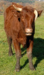 vaches