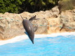 Leaping Dolphin