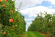 Apple orchard