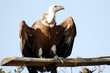 gyps fulvus