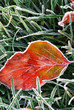 Frosty leaf Frosty leaf