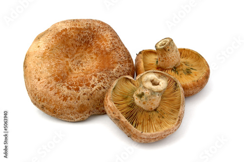 Niscalo