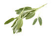 Branch of salvia on white background