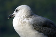 Seagull