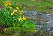 sumpfdotterblumen