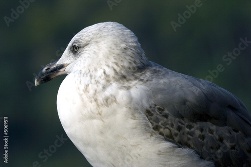 Photo: Seagull Seagull