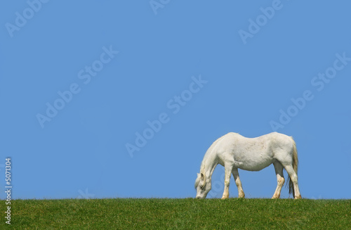 The White Horse The White Horse