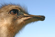 long-range gaze