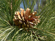 Cedar tree cone and pines