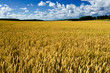 Ripe wheat field