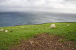 Sheep on pasture
