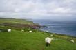 Sheep on pasture