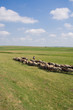 Sheep and shepherd