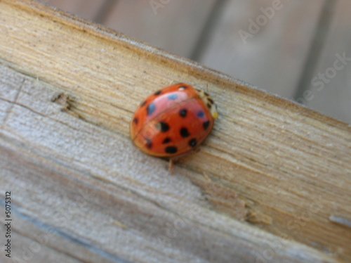 Foto: Ladybug Ladybug