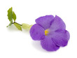 fleur mauve fleur mauve