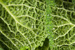 close-up of a kale
