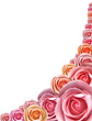 Framework from roses over white