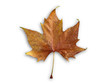 Autumn isolated leaf