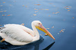 pelican in blue autumn pond