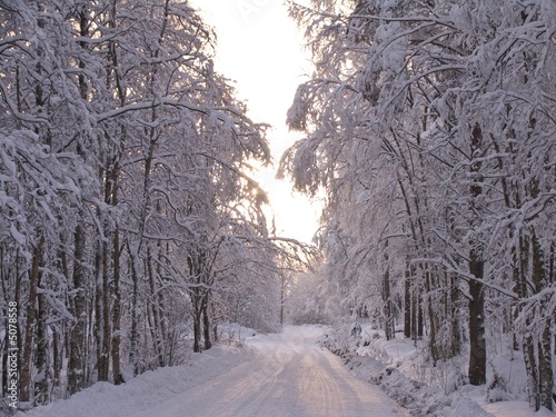 Forest Road in Winter Forest Road in Winter