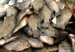 Fish at the market on the background