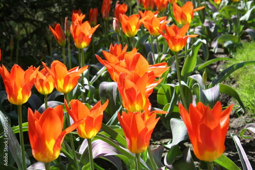 Photo: baclit orange and red tulips baclit orange and red tulips
