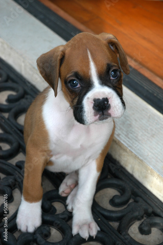 puppies 38 puppies 38